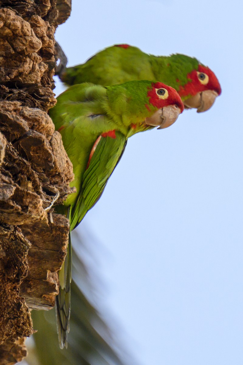 Guayaquil Papağanı - ML619817577