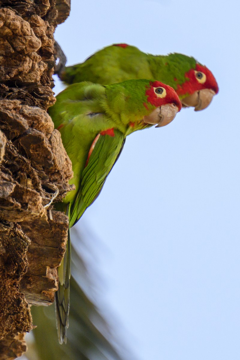 Conure à tête rouge - ML619817577