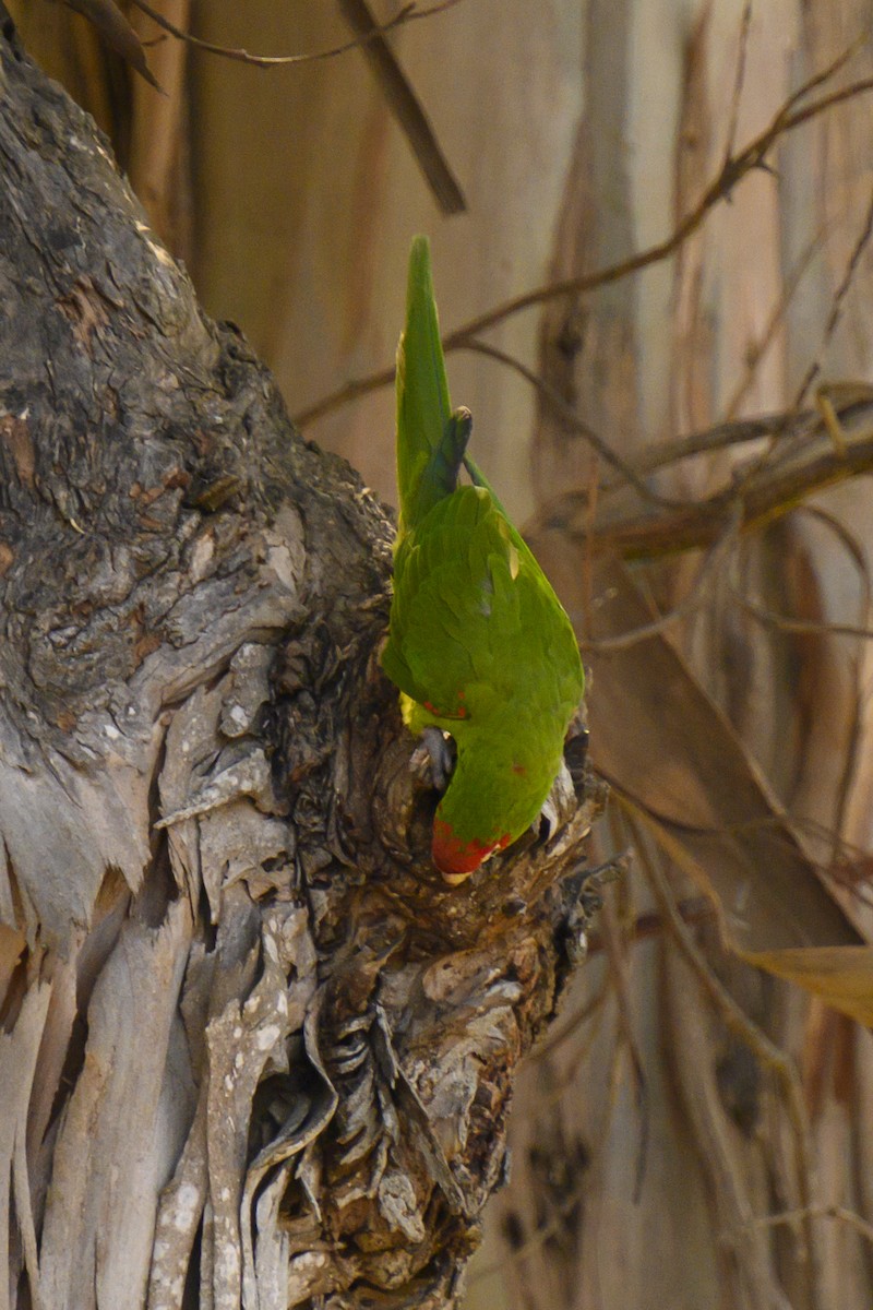 Red-masked Parakeet - ML619817580