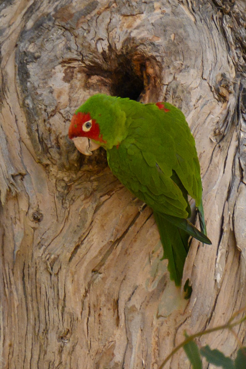 Red-masked Parakeet - ML619817587