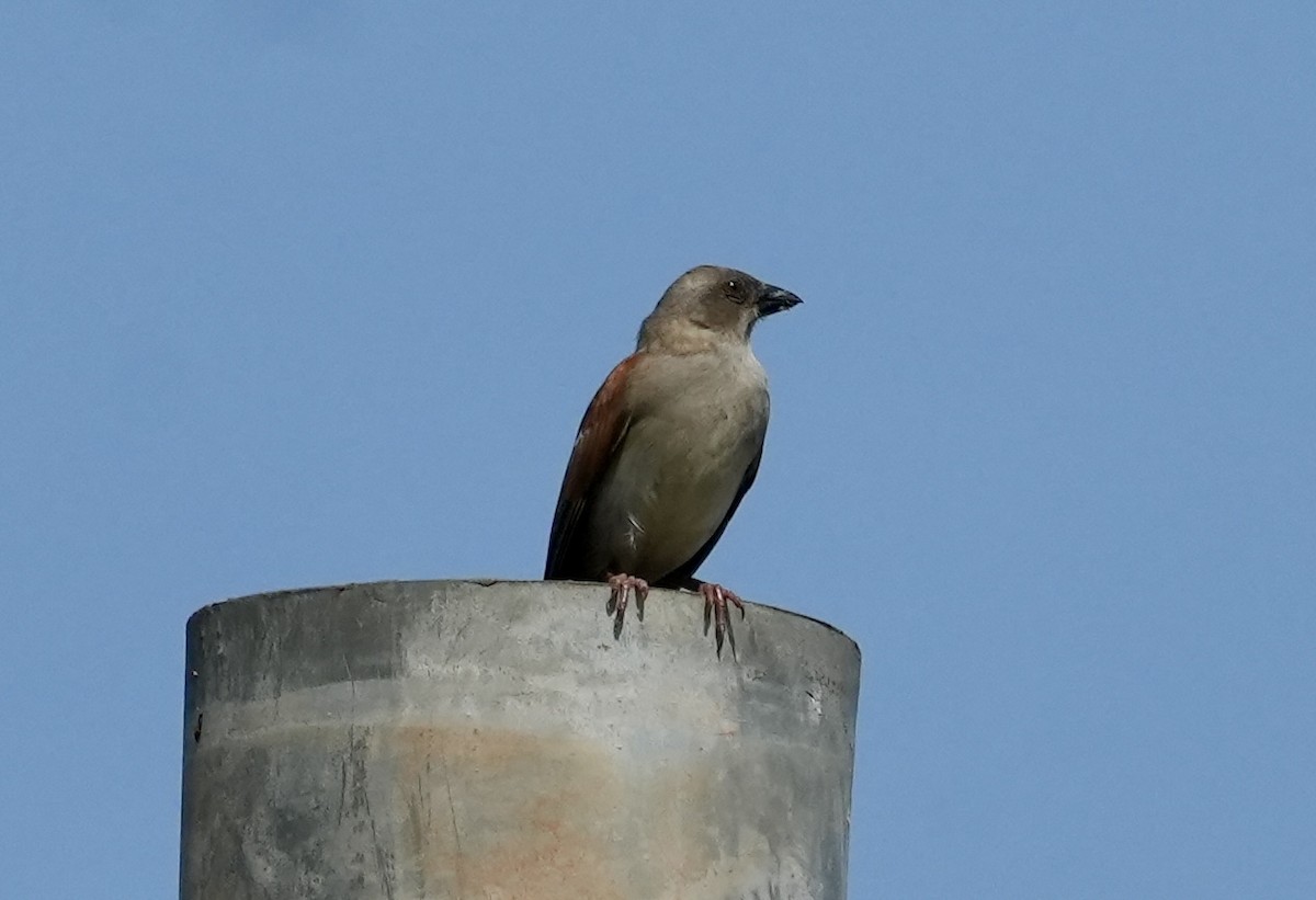 Northern Gray-headed Sparrow - ML619817594