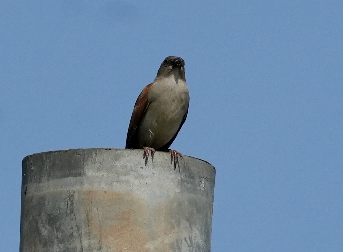 Northern Gray-headed Sparrow - ML619817595