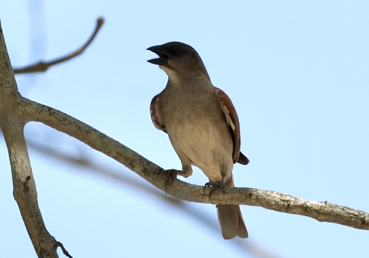 Northern Gray-headed Sparrow - ML619817596