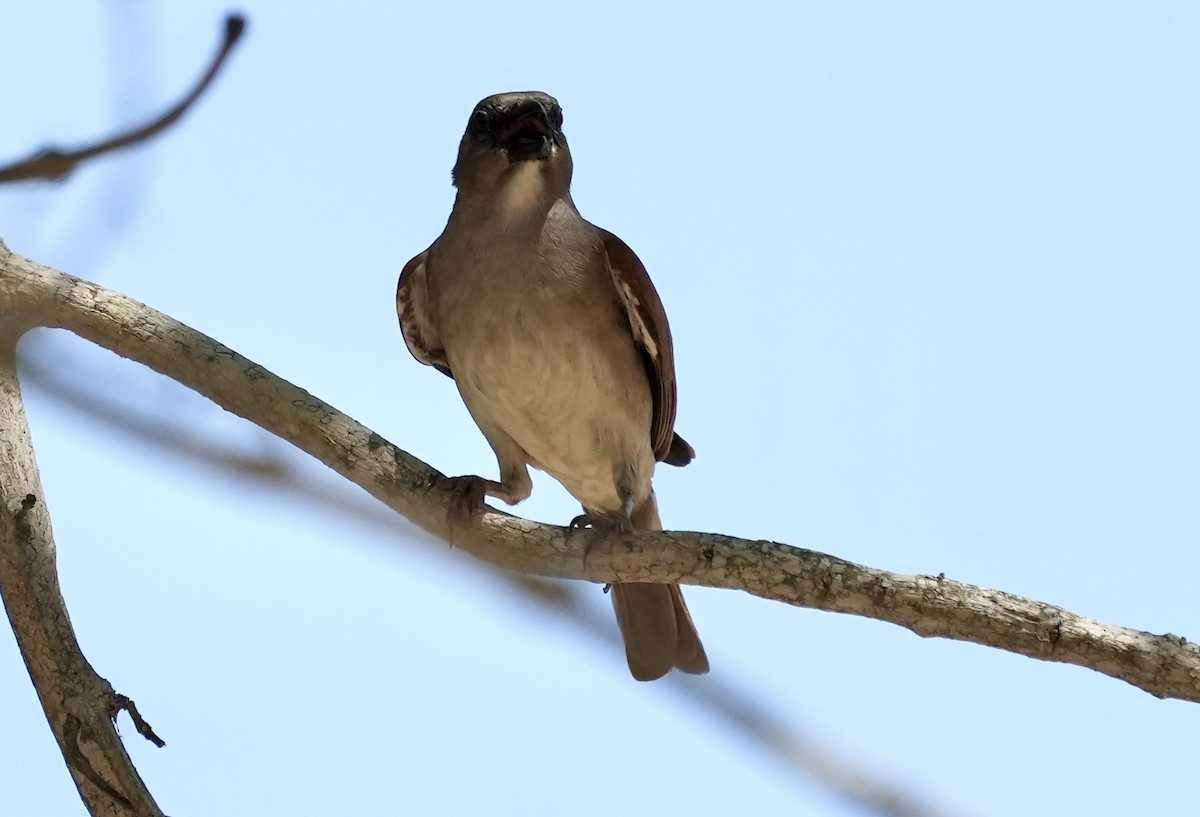 Northern Gray-headed Sparrow - Anthony Schlencker