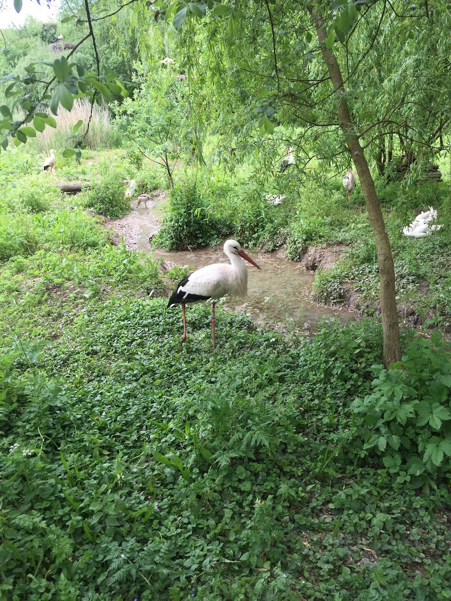 White Stork - ML619817611