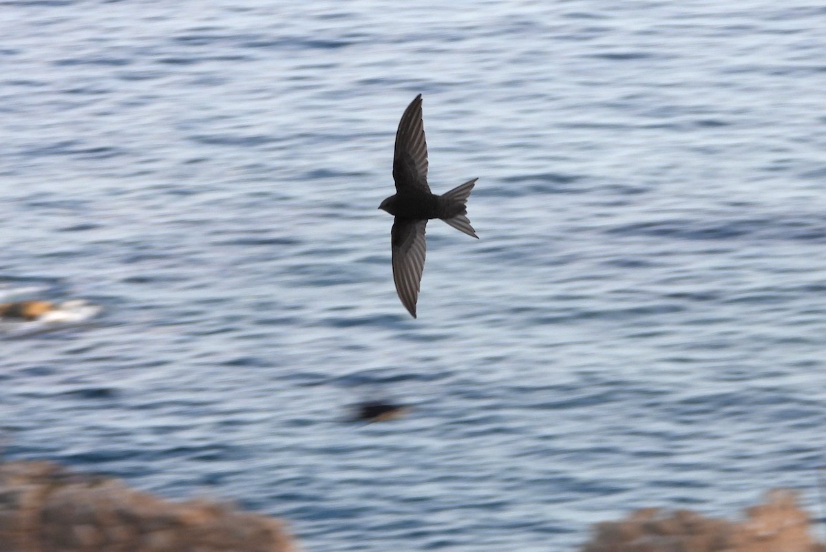 Common Swift - ML619817616