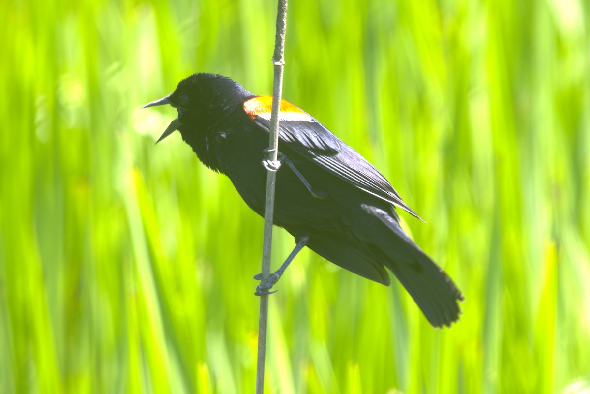 Red-winged Blackbird - ML619817631