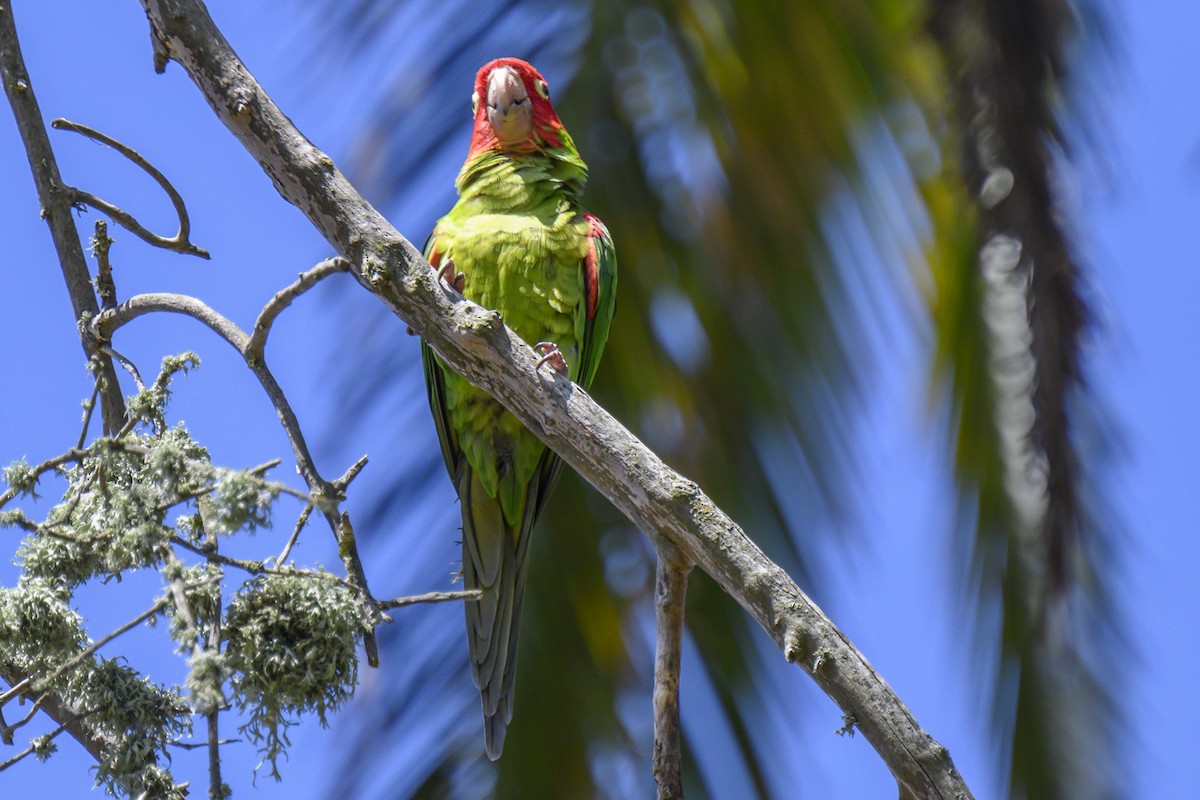 Red-masked Parakeet - ML619817635