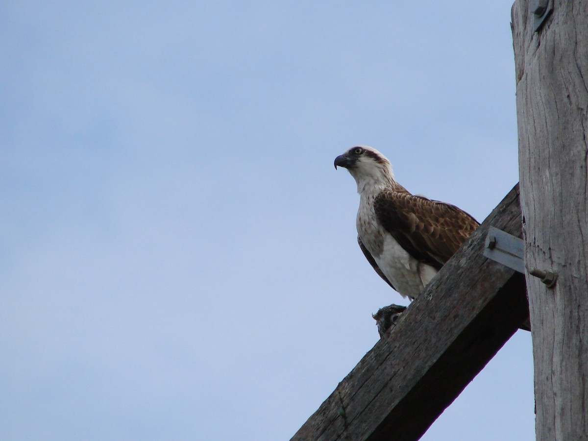 Osprey - ML619817638