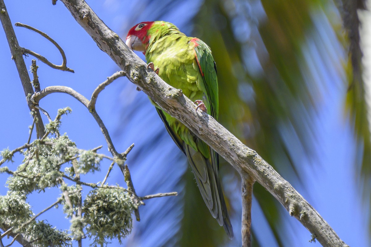 Guayaquil Papağanı - ML619817640