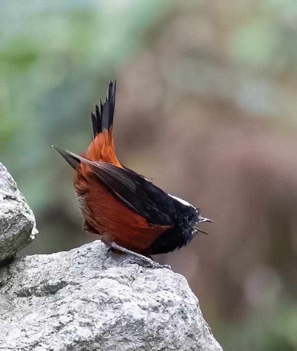 White-capped Redstart - ML619817650