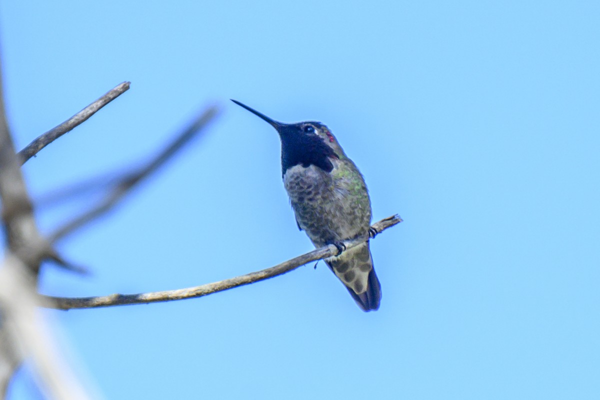 Anna's Hummingbird - ML619817674