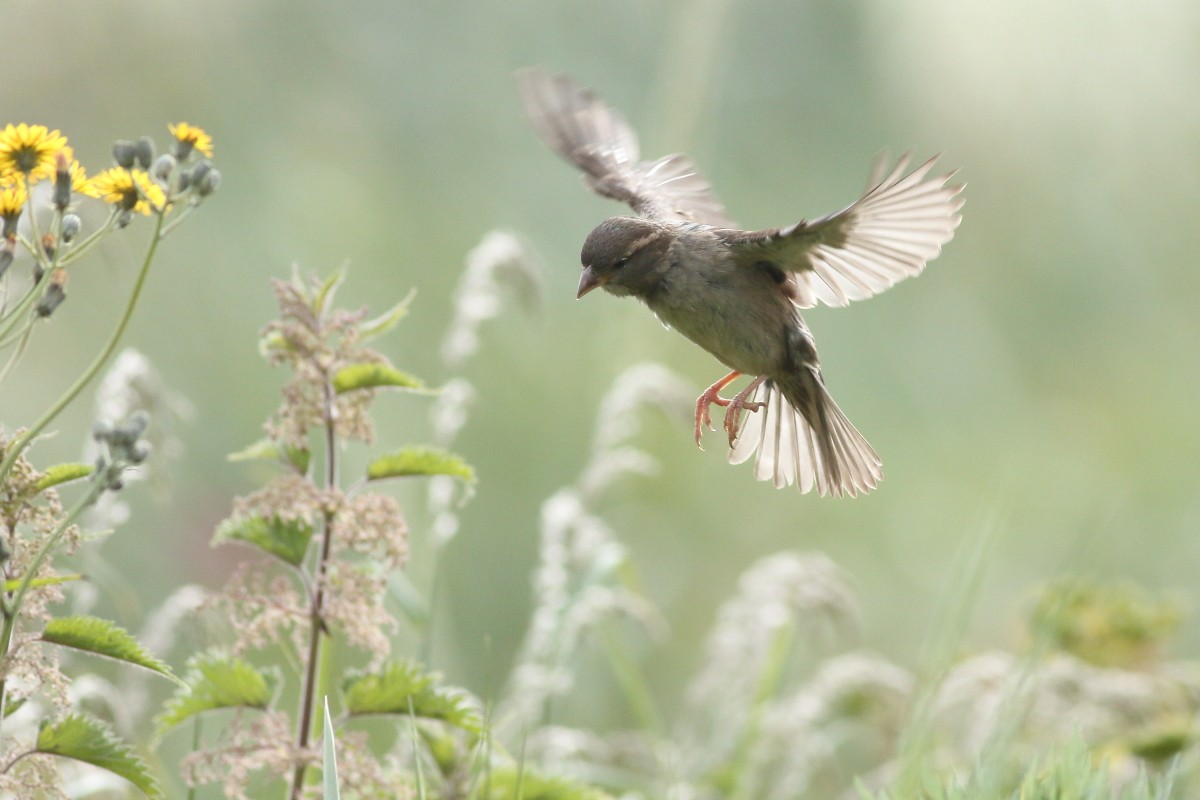 House Sparrow - ML619817712