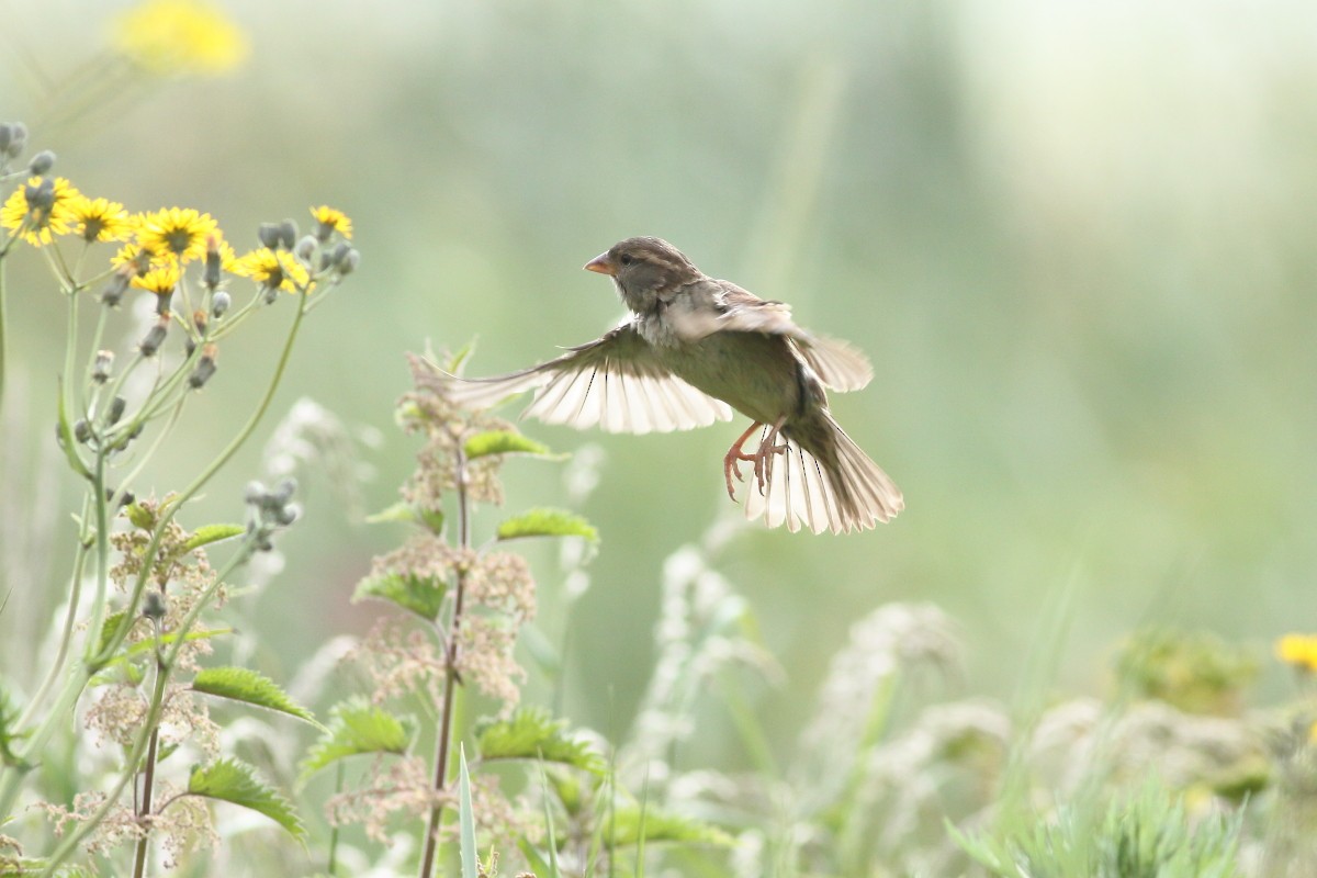 House Sparrow - ML619817713