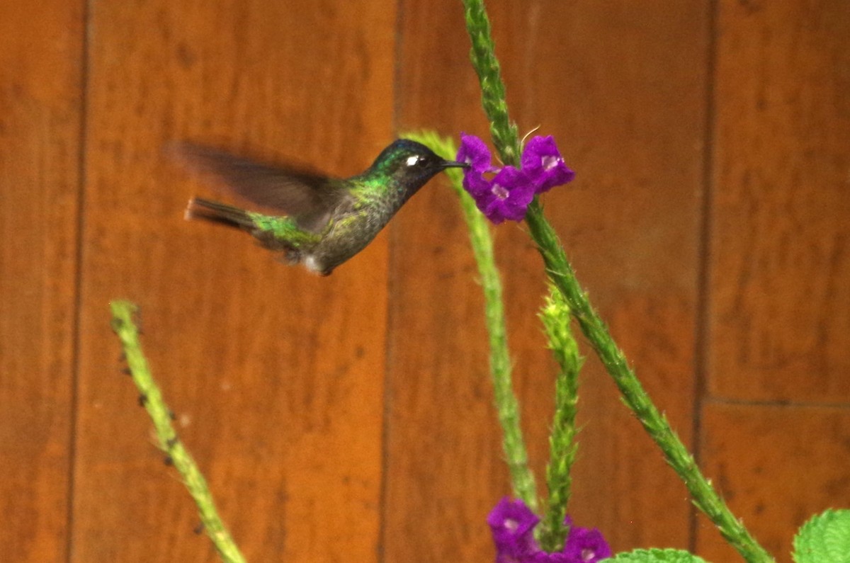 Violet-headed Hummingbird - ML619817716