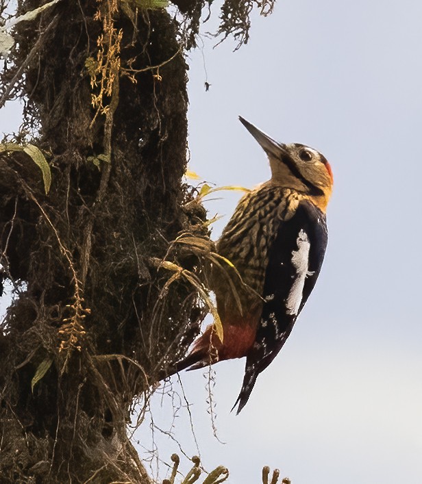 Darjeeling Woodpecker - ML619817718