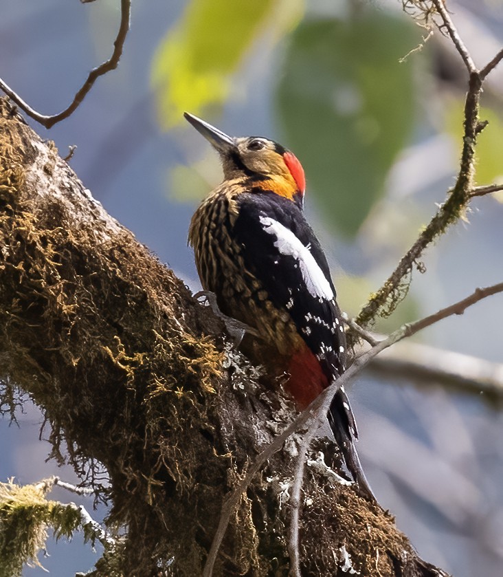 Darjeeling Woodpecker - ML619817719