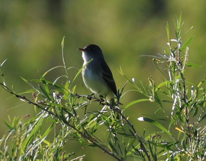 Willow Flycatcher (Eastern) - ML619817728