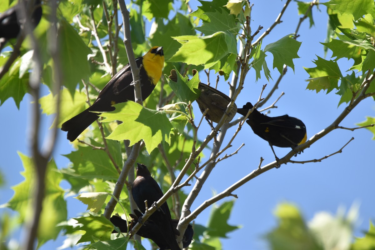 Yellow-headed Blackbird - ML619817737