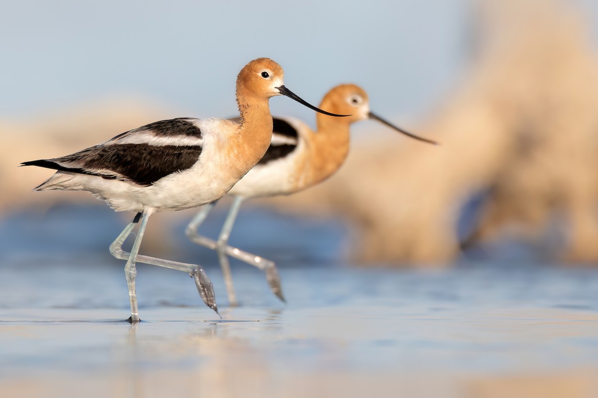 American Avocet - ML619817764