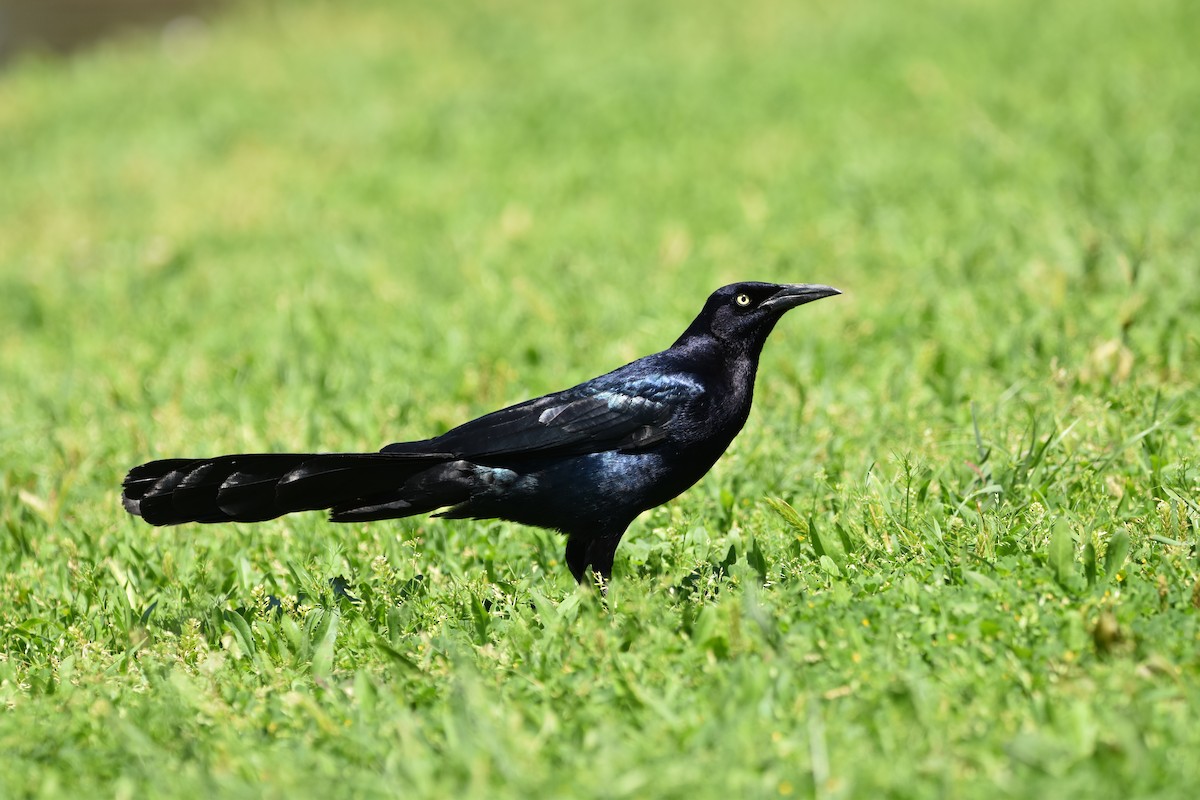 Great-tailed Grackle - ML619817765