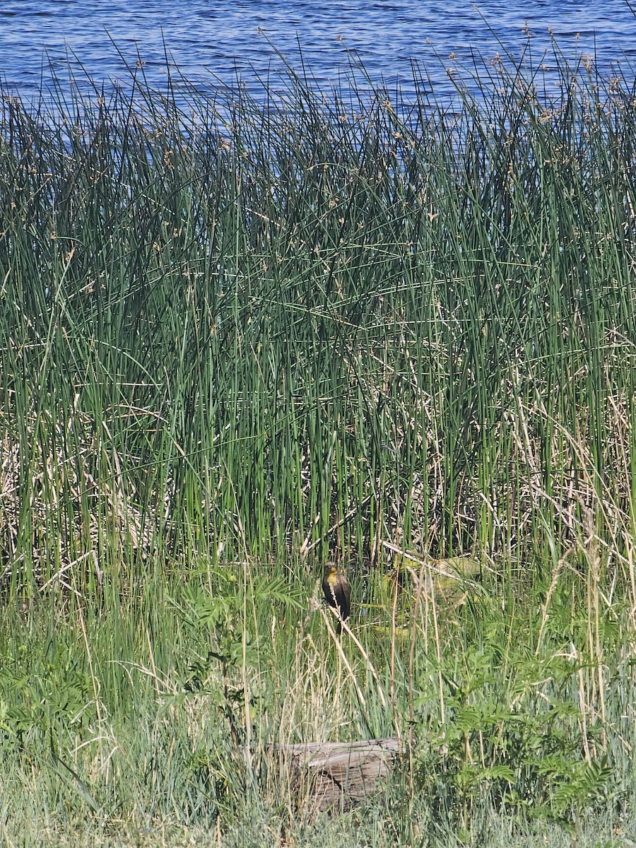 Yellow-headed Blackbird - ML619817770