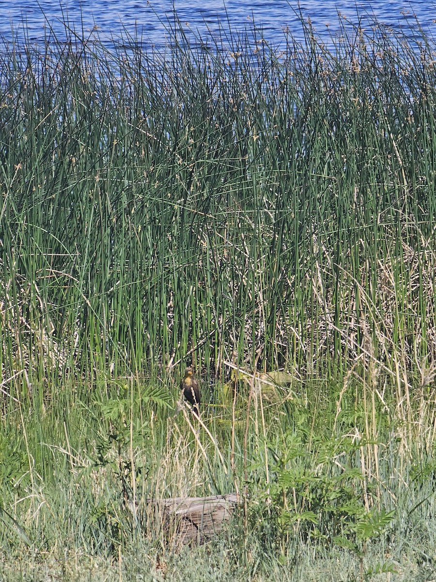 Yellow-headed Blackbird - ML619817772