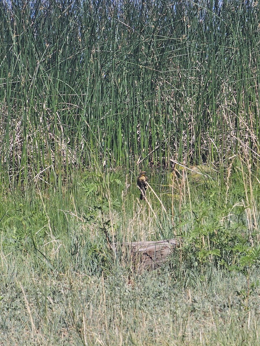 Yellow-headed Blackbird - ML619817775