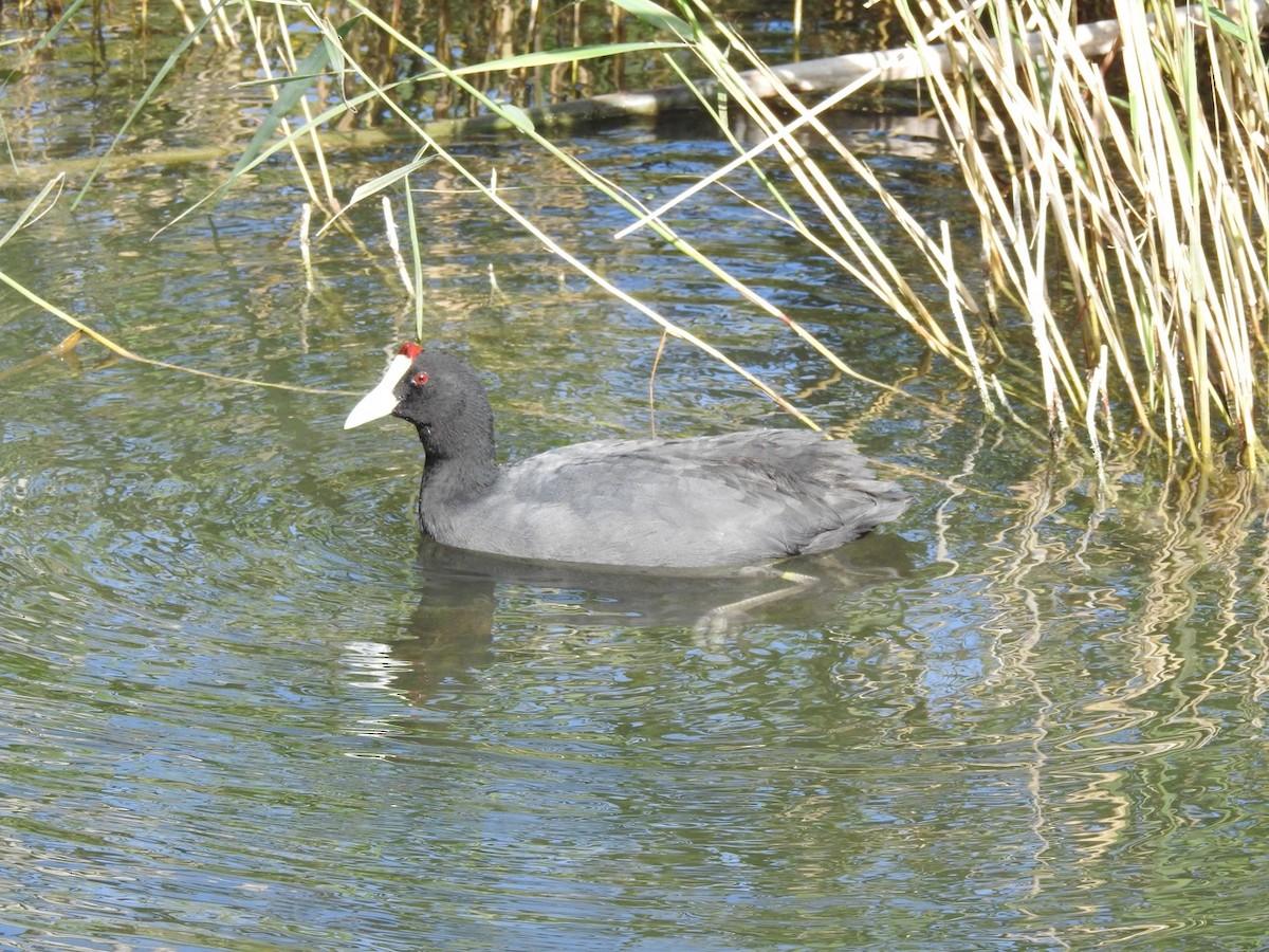 Red-knobbed Coot - ML619817780