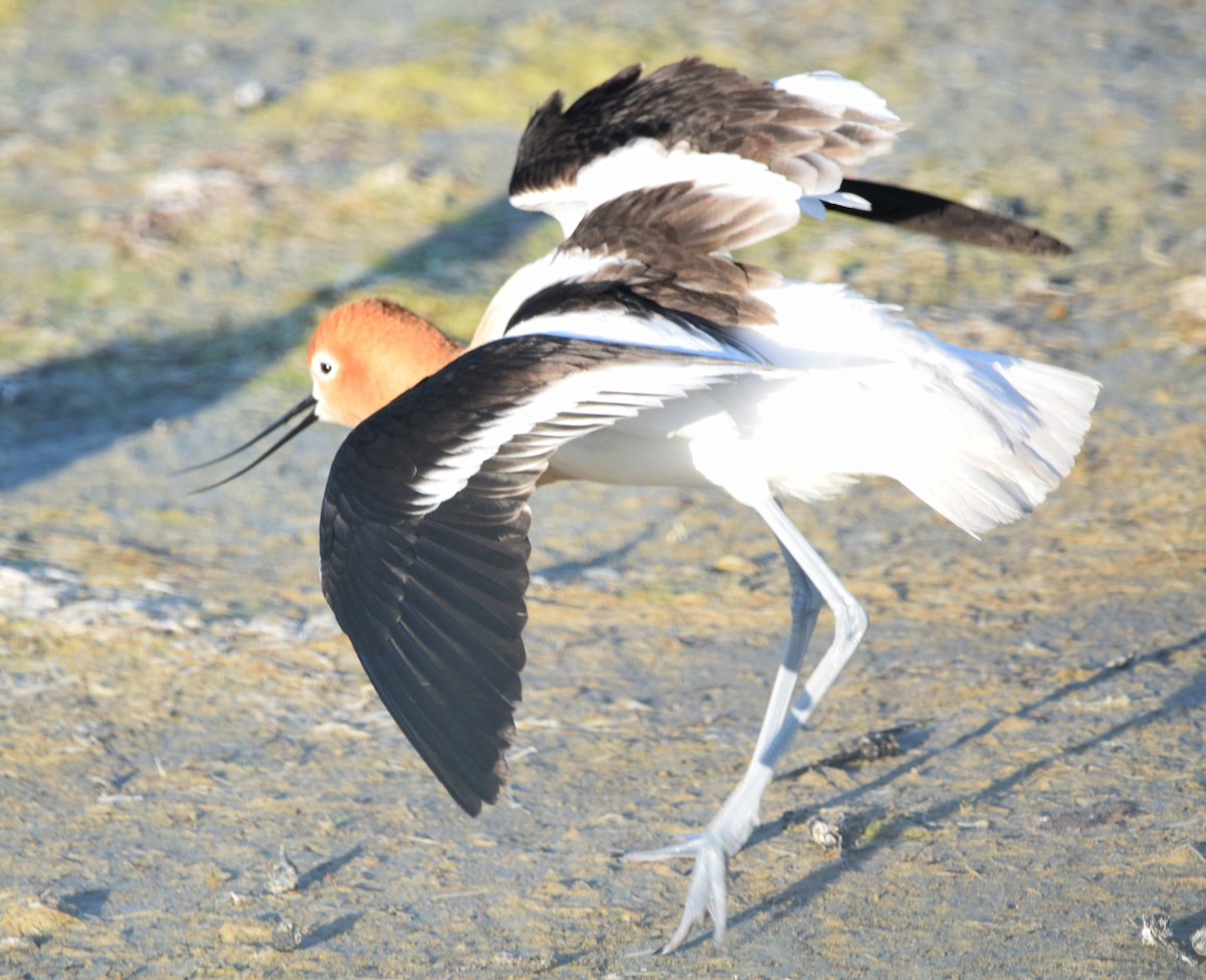 Avoceta Americana - ML619817782