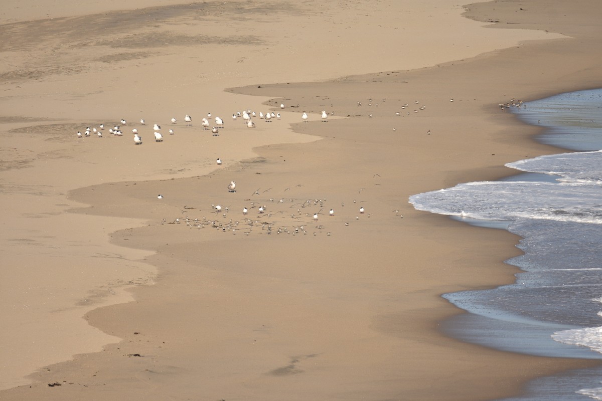 Bonaparte's Gull - ML619817786