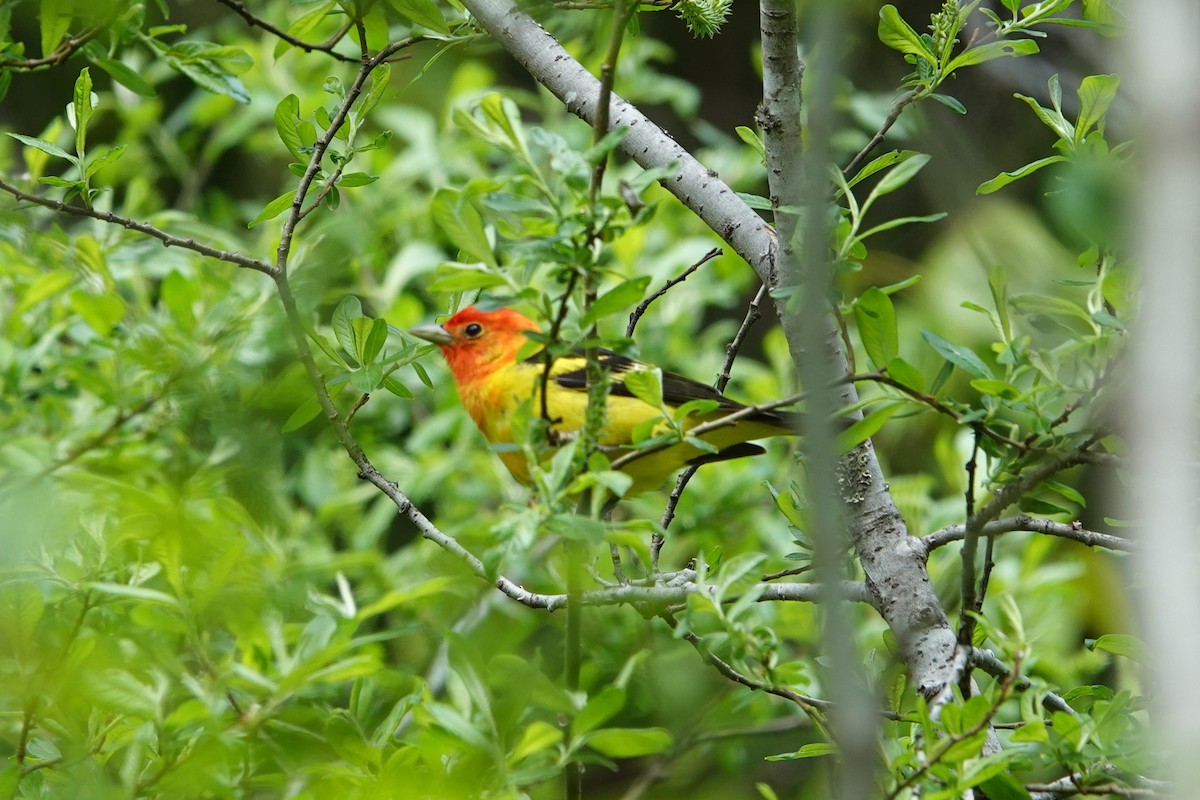 Western Tanager - ML619817789