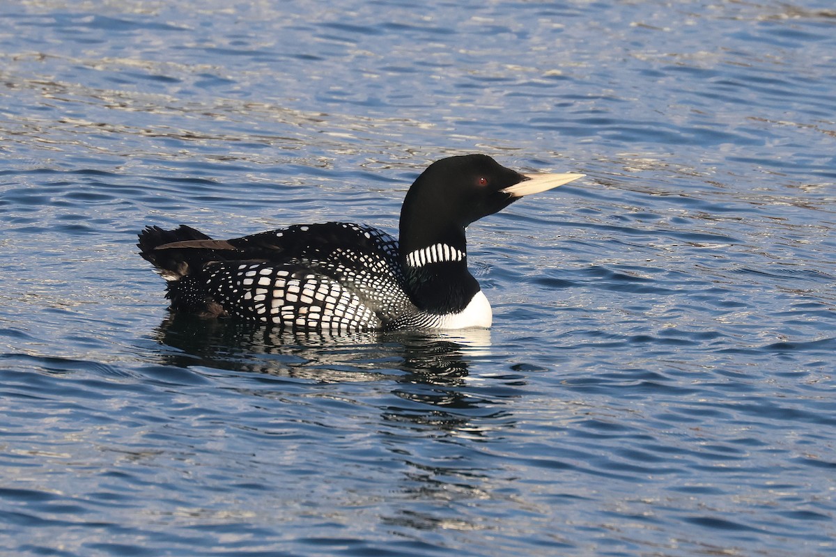 Yellow-billed Loon - ML619817804