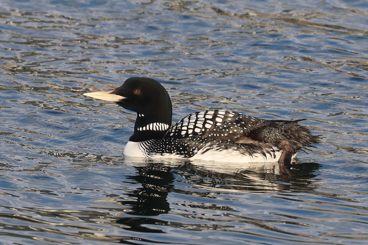 Yellow-billed Loon - ML619817809