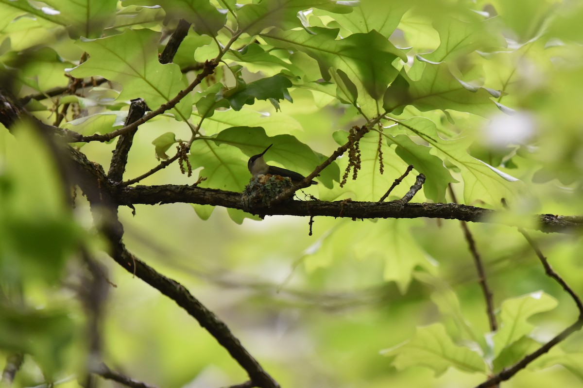Yakut Boğazlı Kolibri - ML619817814