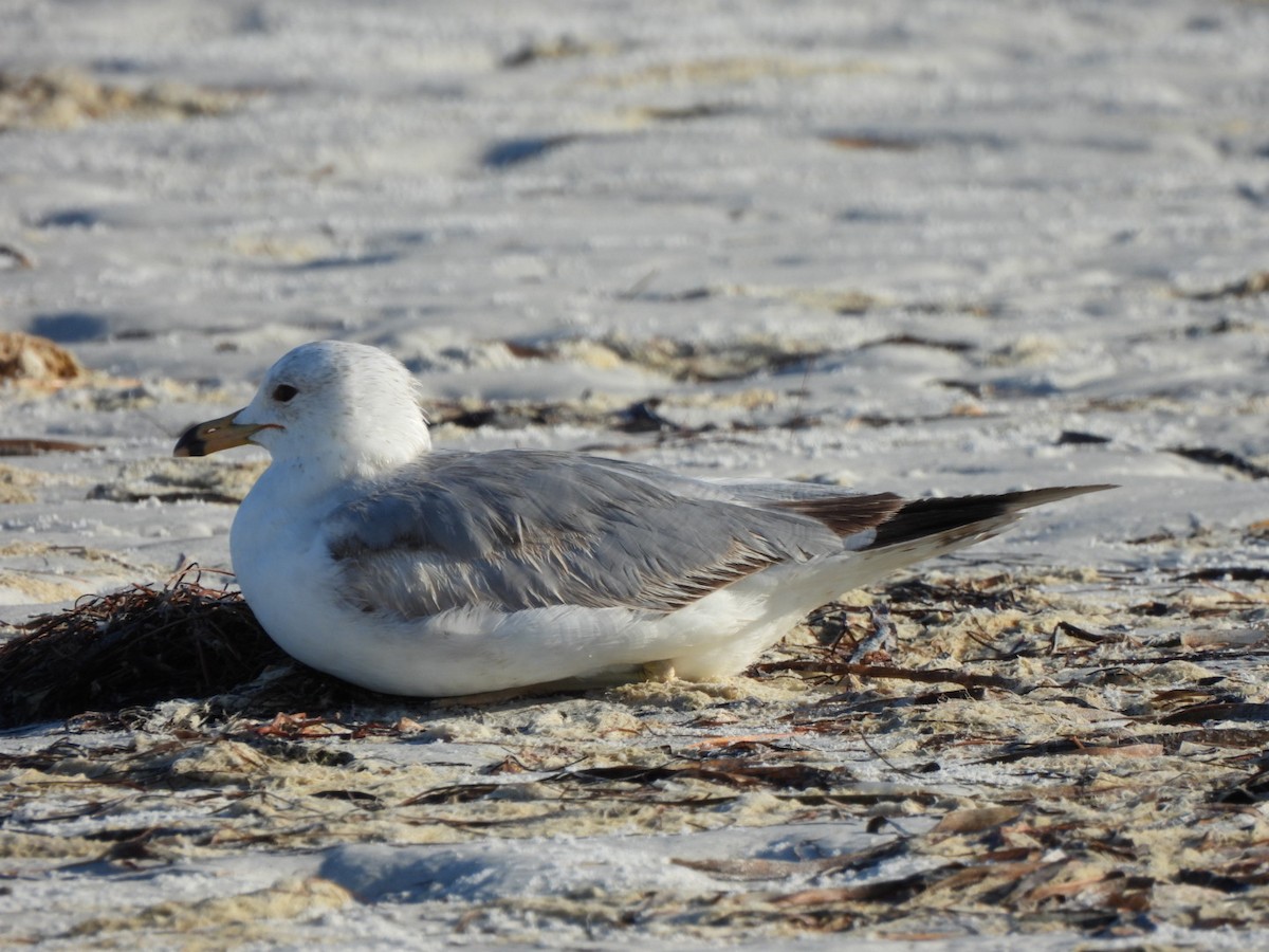 Ring-billed Gull - ML619817833