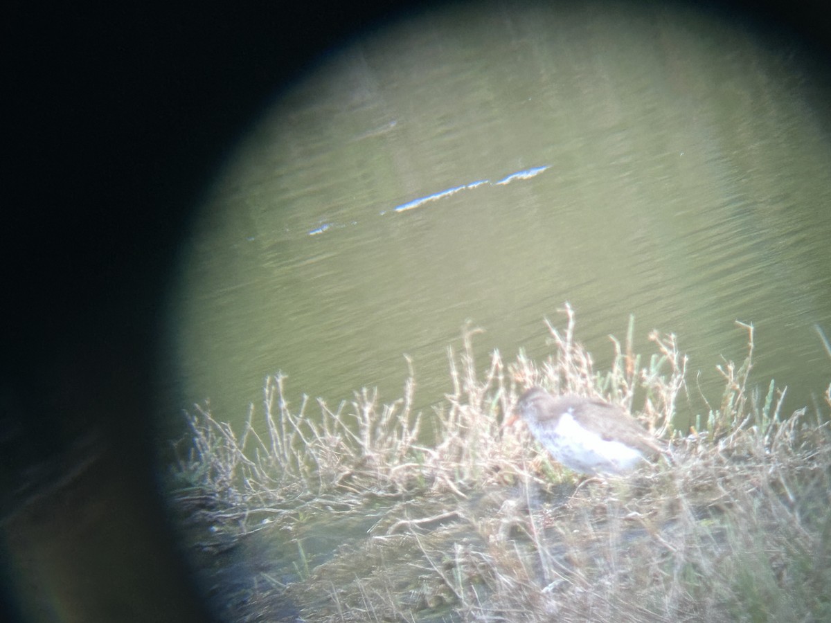 Spotted Sandpiper - Nancy Wiechmann