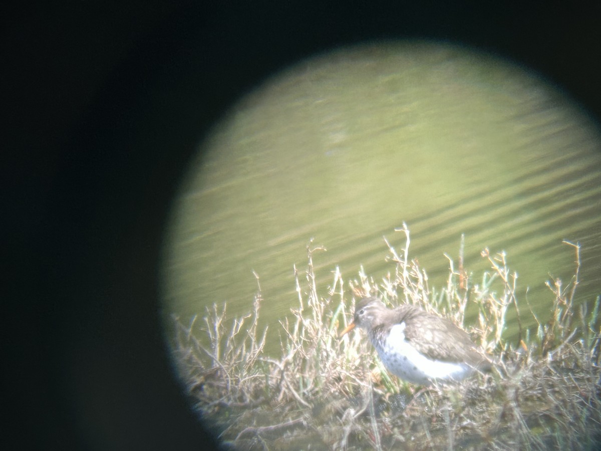 Spotted Sandpiper - ML619817848