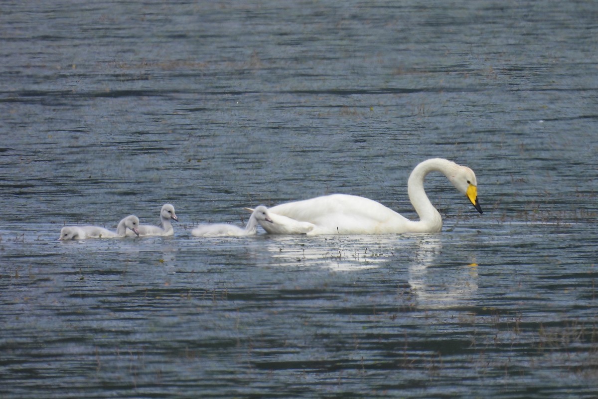 Whooper Swan - ML619817852