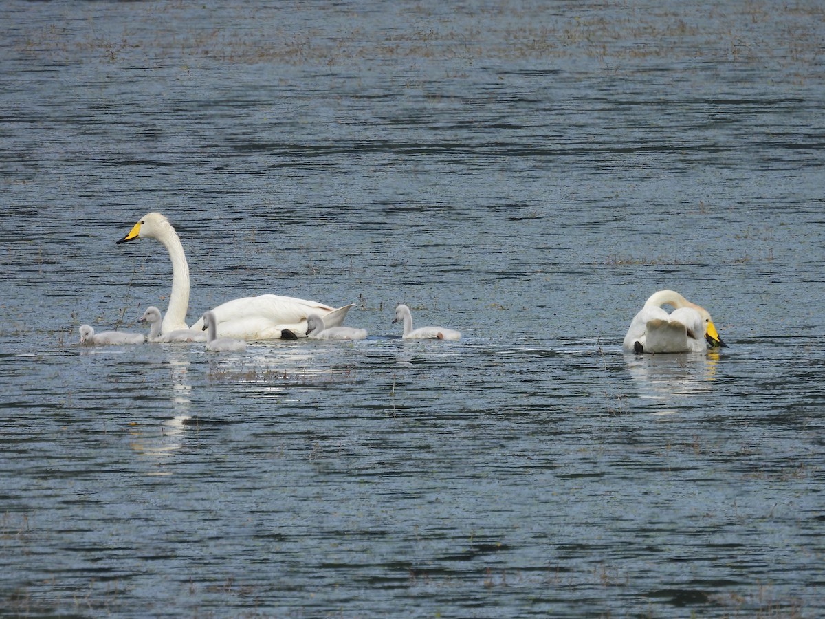 Whooper Swan - ML619817856