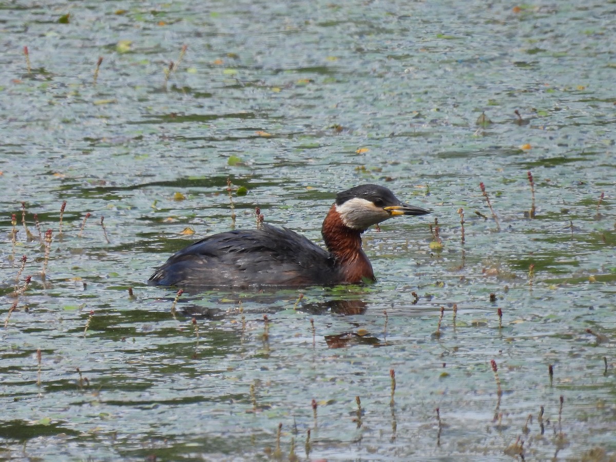 Red-necked Grebe - ML619817857
