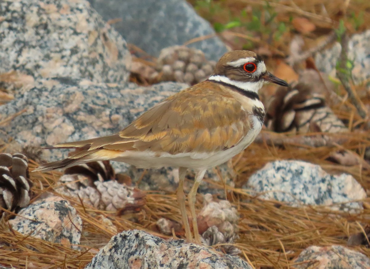 Killdeer - Jeff Beane