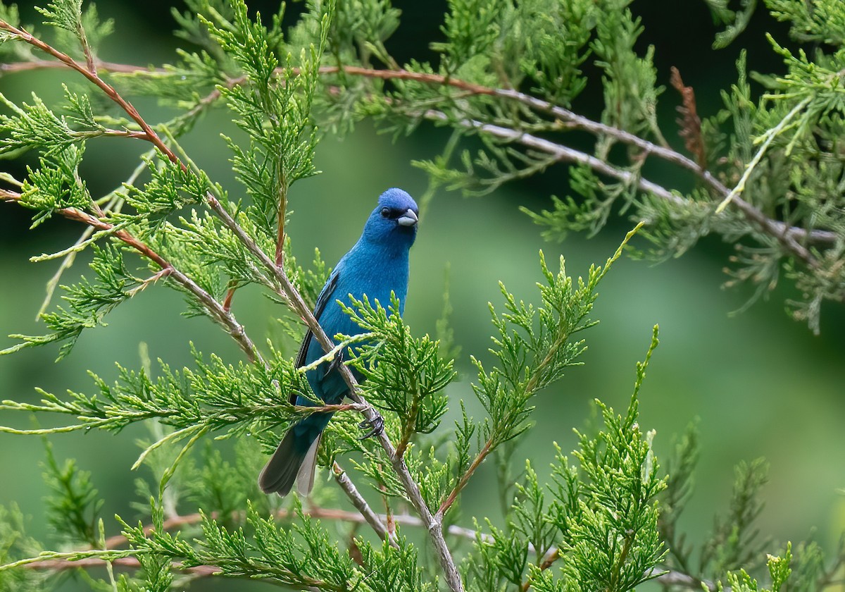 Passerin indigo - ML619817868