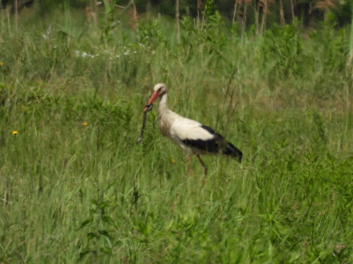 White Stork - ML619817869