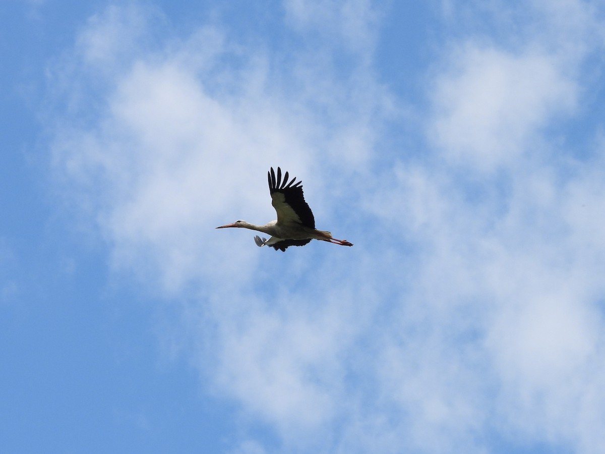 White Stork - ML619817870