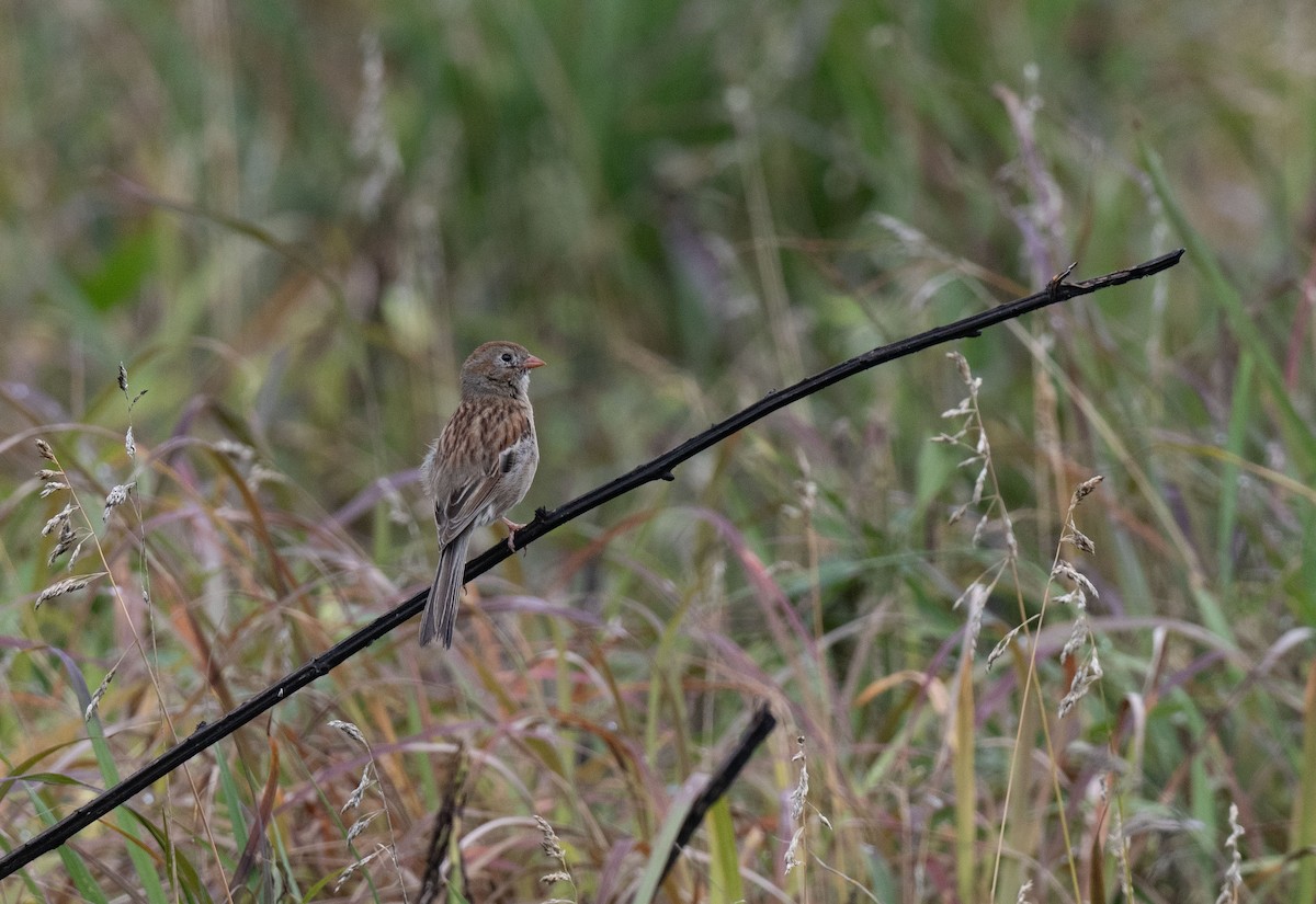 Field Sparrow - ML619817875