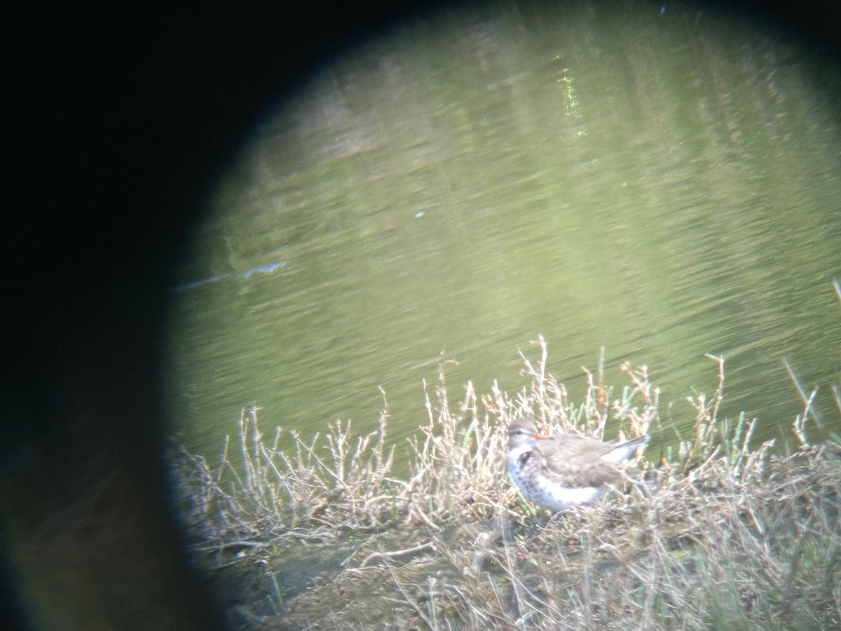 Spotted Sandpiper - Nancy Wiechmann