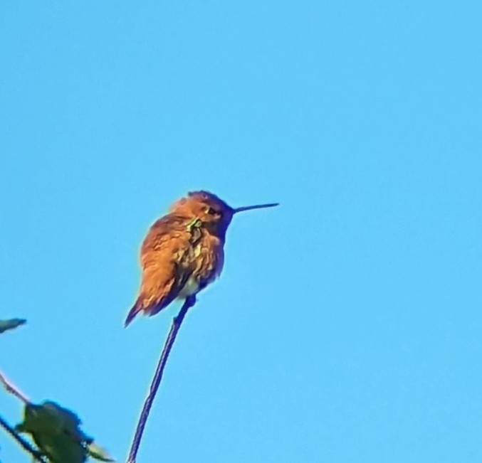 Rufous Hummingbird - ML619817908