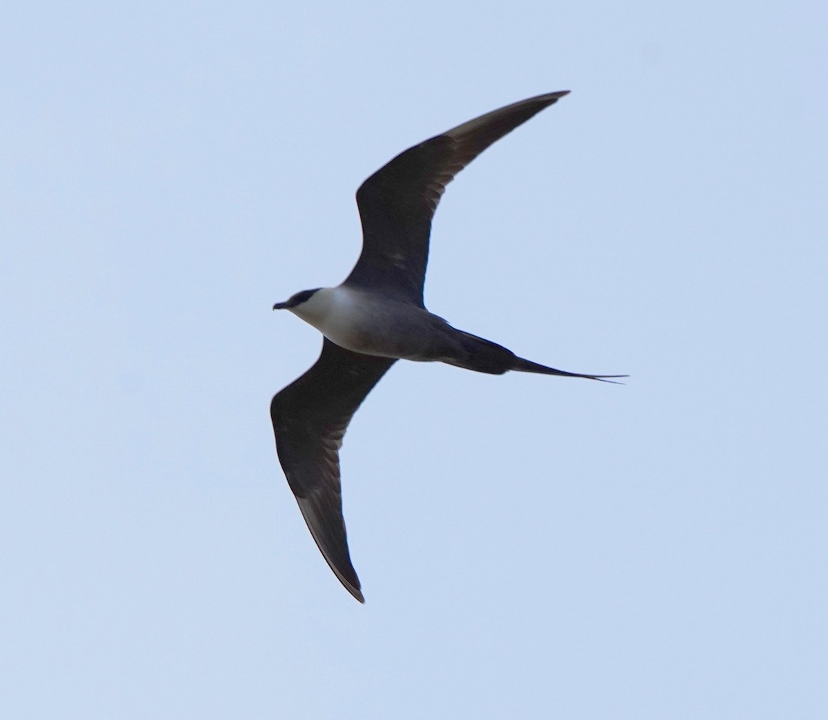 Long-tailed Jaeger - Guillem De los Santos Pérez