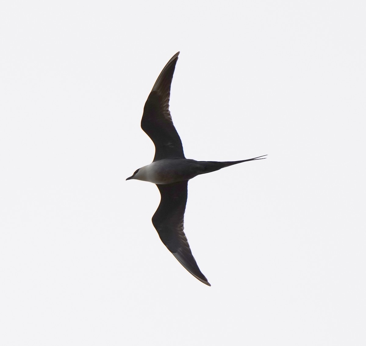 Long-tailed Jaeger - Guillem De los Santos Pérez